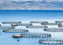 aquaculture décryptage